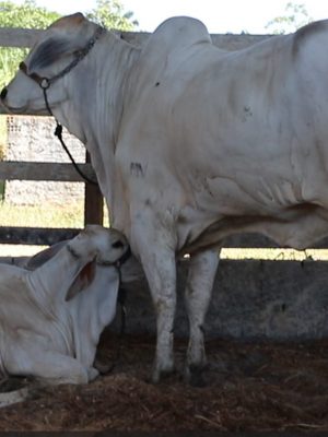 A Agência de Defesa Agropecuária e Florestal do Estado do Amazonas (Adaf) anunciou que os produtores rurais têm até o dia 15 de dezembro para realizar a atualização cadastral dos animais existentes em suas propriedades. O processo começa em 1º de novembro e pode ser feito presencialmente nos escritórios da Adaf ou de forma remota, pelo WhatsApp (92) 99238-5568, durante os dias úteis.