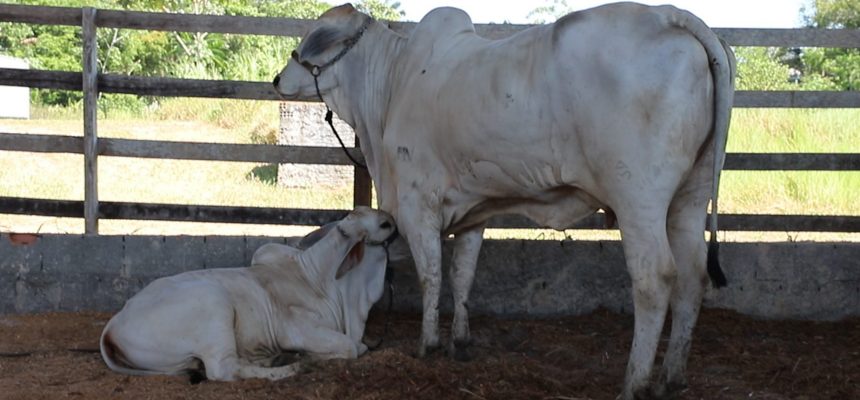 A Agência de Defesa Agropecuária e Florestal do Estado do Amazonas (Adaf) anunciou que os produtores rurais têm até o dia 15 de dezembro para realizar a atualização cadastral dos animais existentes em suas propriedades. O processo começa em 1º de novembro e pode ser feito presencialmente nos escritórios da Adaf ou de forma remota, pelo WhatsApp (92) 99238-5568, durante os dias úteis.